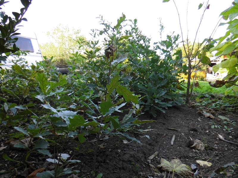 Quercus robur, Stieleiche, 2. Jahr.jpg