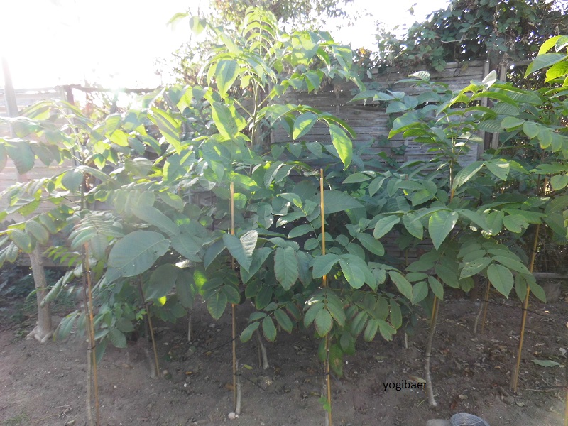 Juglans cinerea, Butternuß.jpg