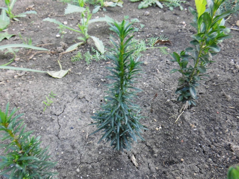 Taxus baccata 1.jpg