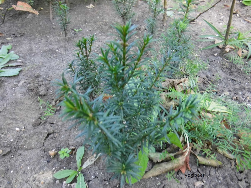 Taxus baccata 2.jpg