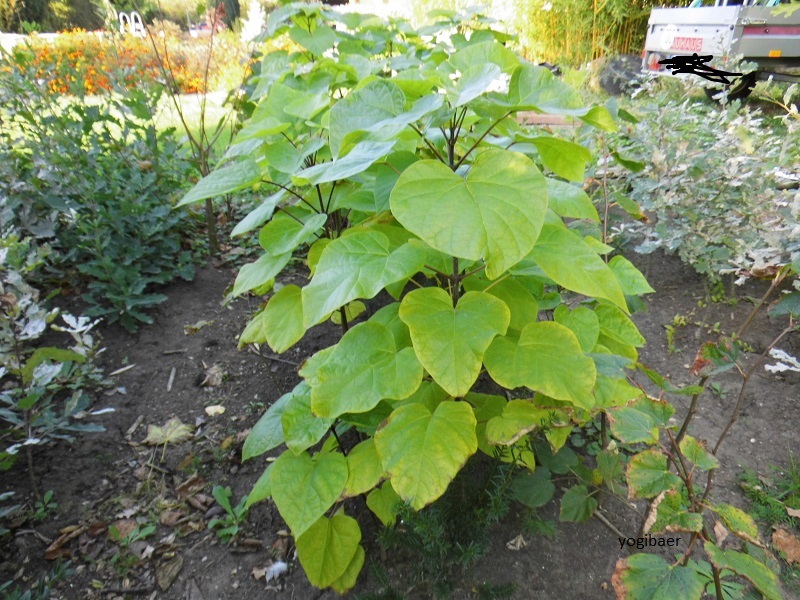 Catalpa bignonioides, Trompetenbaum.jpg