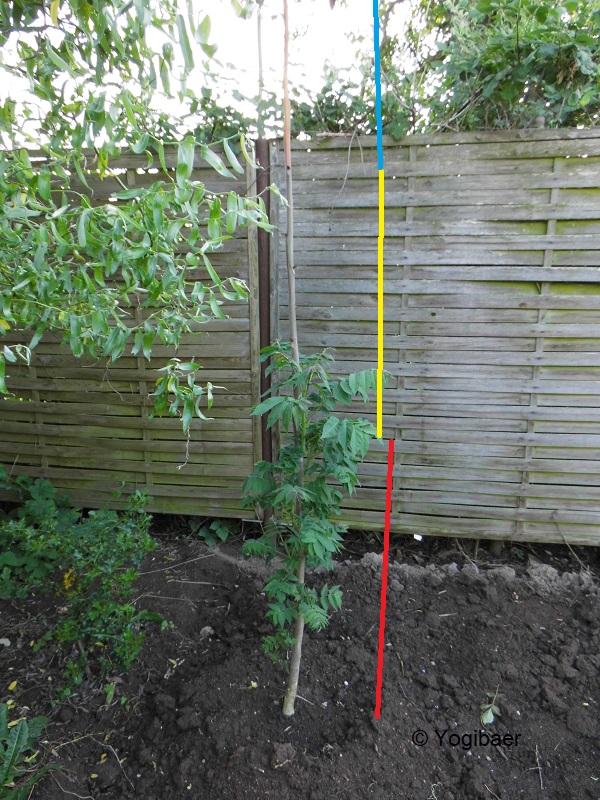 Ailanthus altissima Frostschaden.jpg