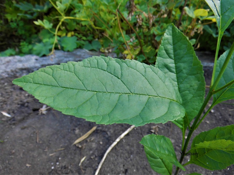 DSCI2951 (2) wer bin ich.jpg