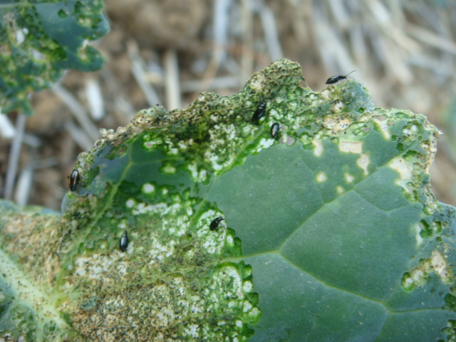 Sind das Erdflöhe .JPG