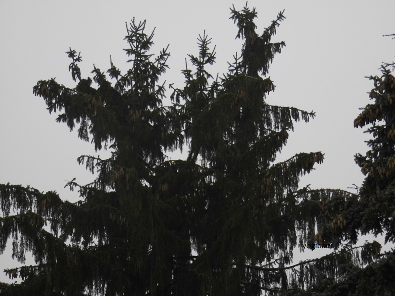 Picea abies Kandelaber künstlich.jpg