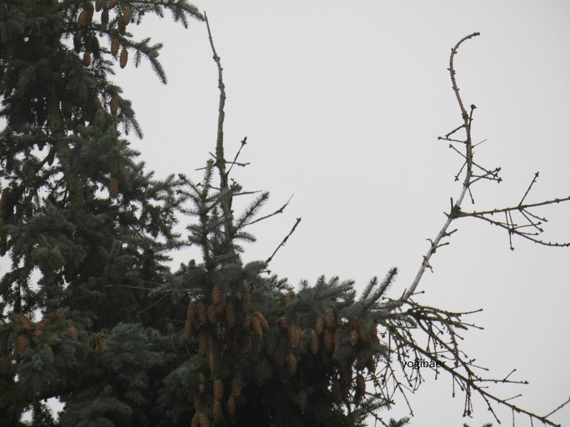 Picea pungens glauca Wipfeltrocknis 2.jpg