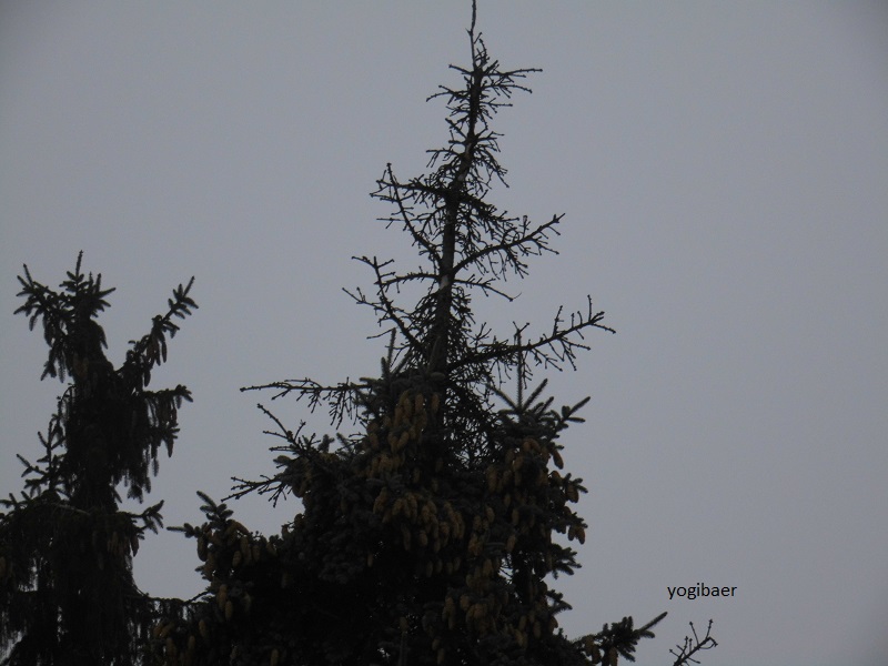 Picea pungens glauca Wipfeltrocknis 1.jpg