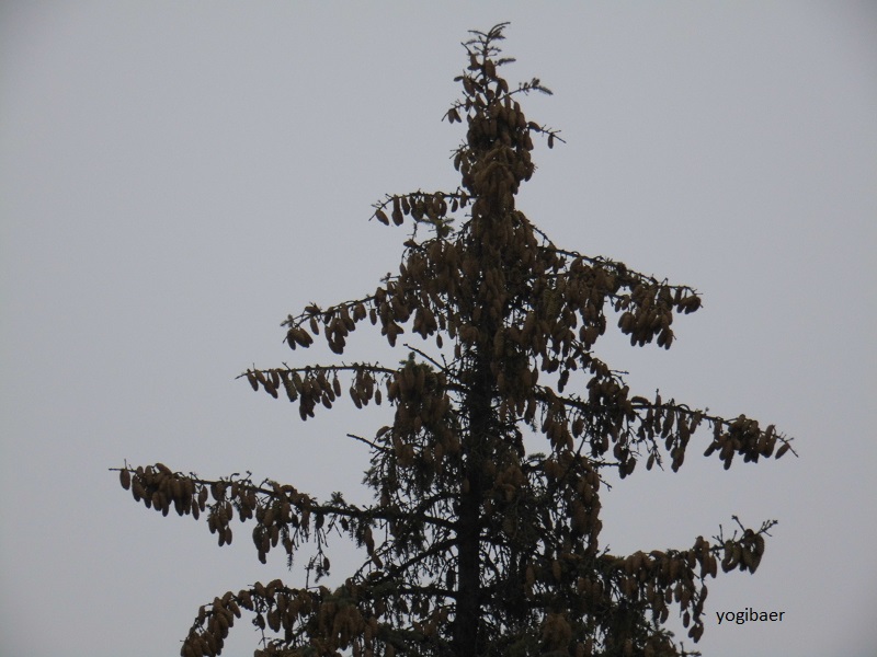Picea pungens glauca Wipfeltrocknis 2018.jpg
