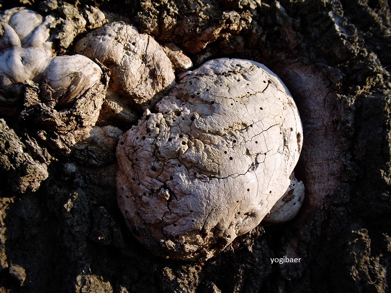 Fraxinus excelsior, Baumkrebs unbekannt..jpg