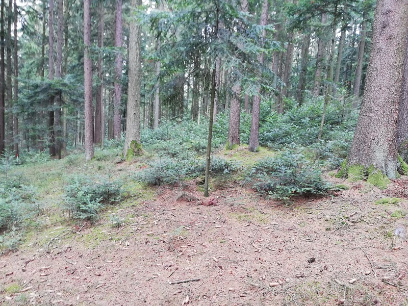 Naturverjüngung 1.jpg