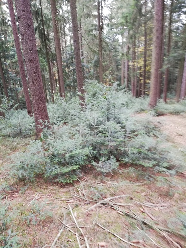 Naturverjüngung 2.jpg