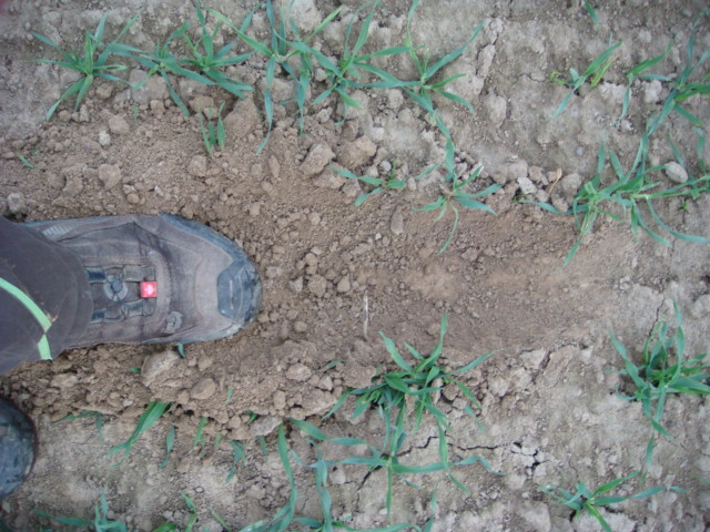 Wintergerste Furztrocken im November.JPG