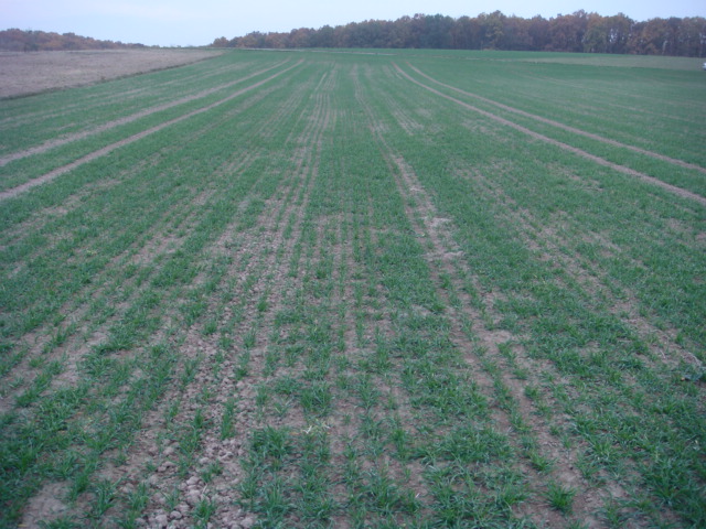 Wintergerste Nov 2018.JPG