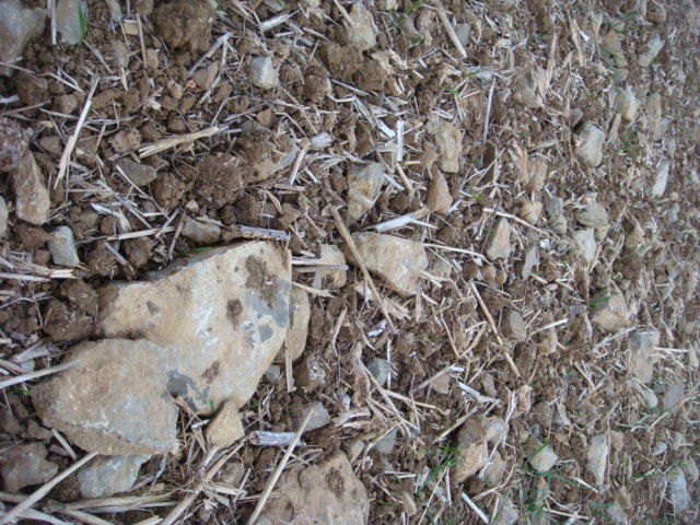 Weizen an der Steinleite Nov 2018.JPG