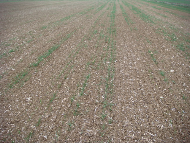 Elixer nach Raps Nov 2018.JPG