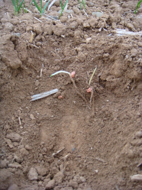 Trockenes Saatbett Elixer nach Raps Nov 2018 .JPG