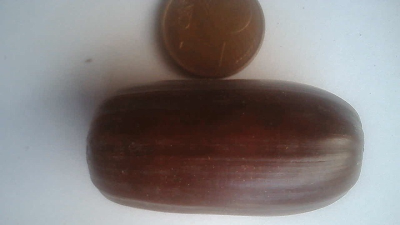 Eichel unbekannt 3.jpg