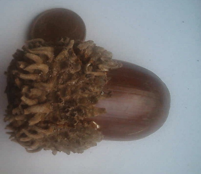 Eichel unbekannt 2.jpg