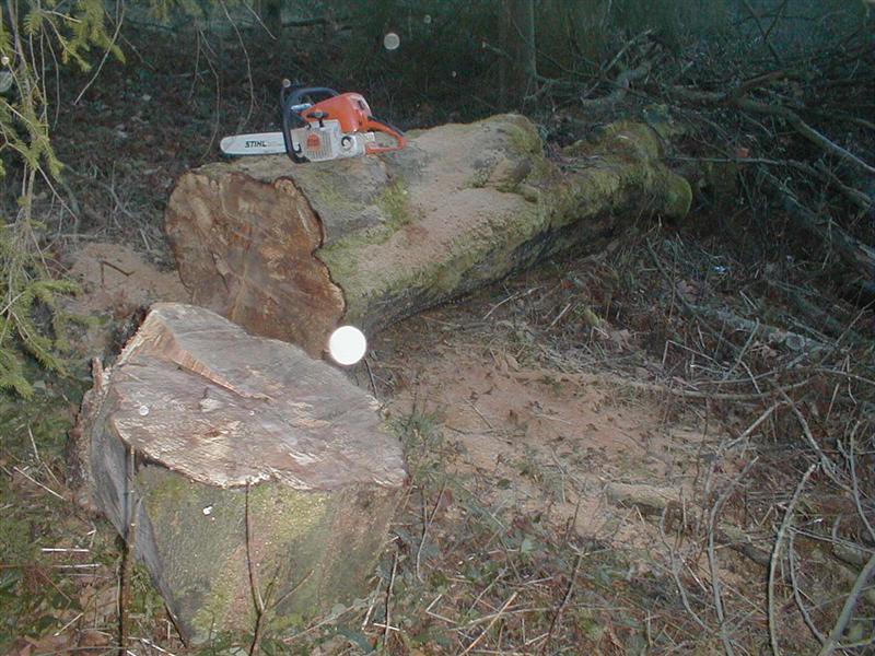 Bild 017 (Medium).jpg