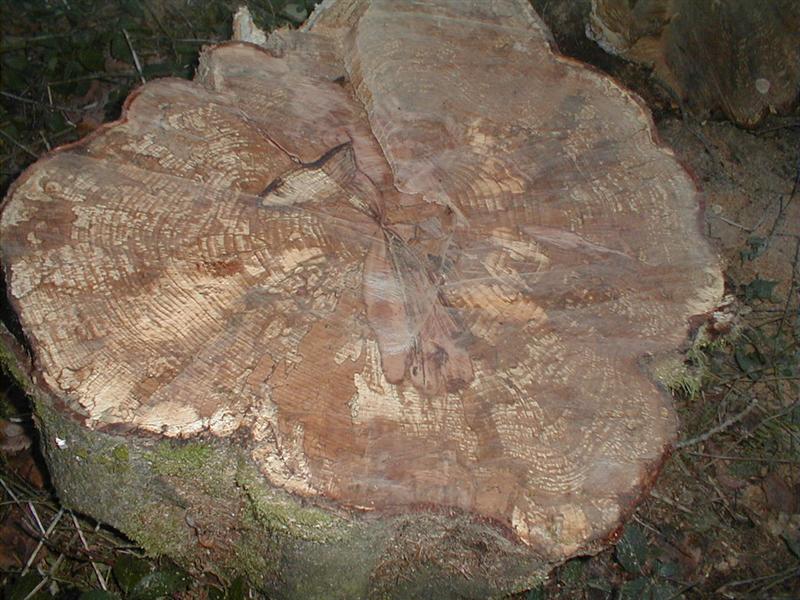 Bild 018 (Medium).jpg