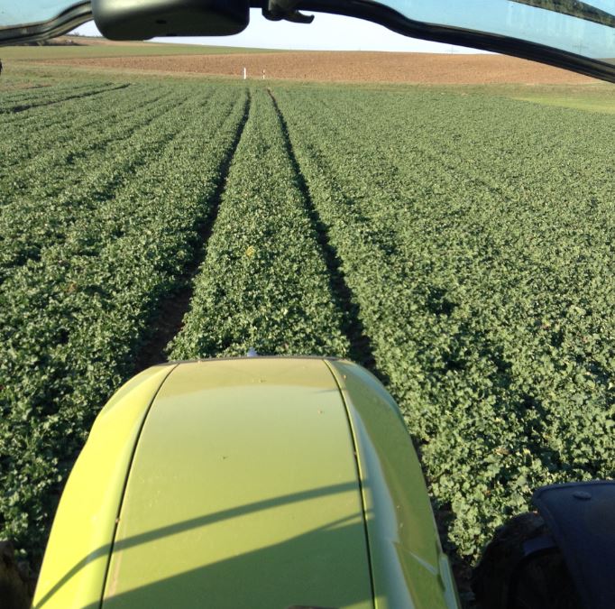 Raps Adriana Frühlingsanfang 2019.JPG