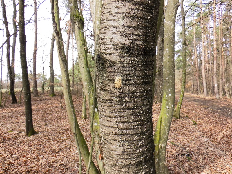 Gelege Schwammspinner, Prunus avium.jpg