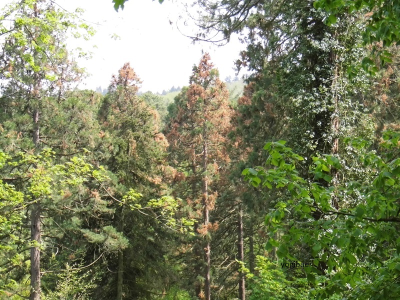 Sequoiadron giganteum, Botryospheria dothidea 1.jpg
