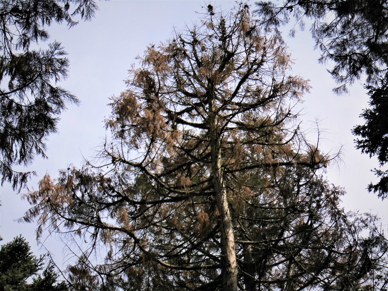 Sequoiadron giganteum, Botryospheria dothidea.jpg