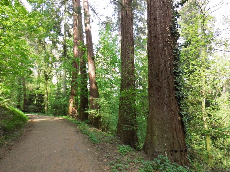 Sequoiadendron giganteum Exotenwald Weinheim.jpg