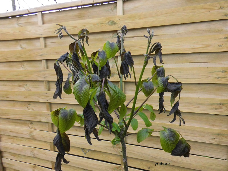 Frostschaden Nußbaum.jpg