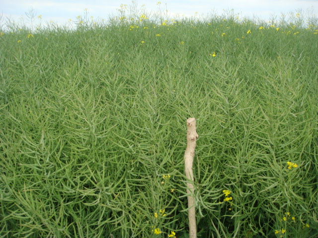 Linienraps Adriana Schoten Bild 2 30.5.19.JPG