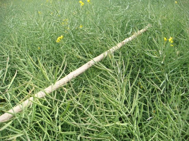 Linienraps Adriana Schoten Bild 3 30.5.19.JPG