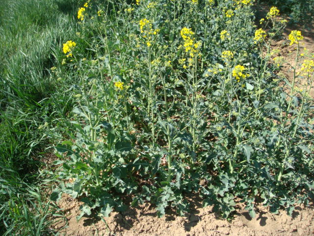 Adriana Handgesetzt 20.4.19.JPG