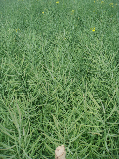 Linienraps Adriana Schoten Bild 1 30.5.19.JPG