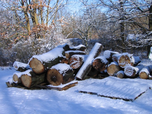 Holz vom 7+14 Februar 2009 _ 2-2.jpg