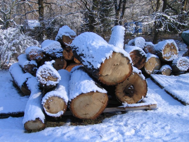 Holz vom 7+14 Februar 2009 _ 1-1.jpg