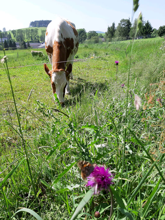 Ulla mit Distel.jpg