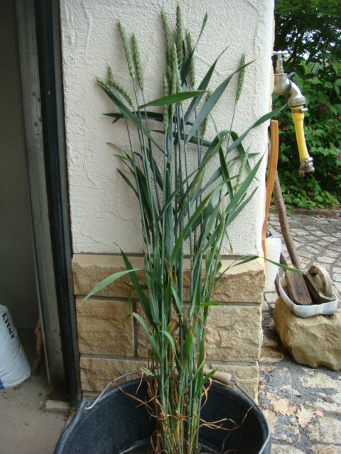 Elixer Gesamtansicht.JPG