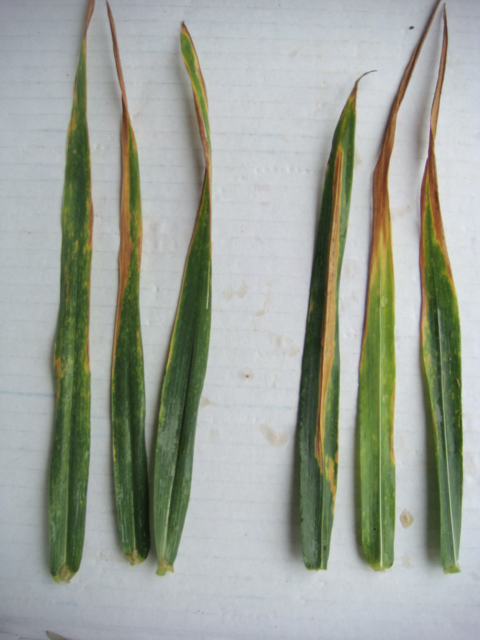 Elixer Ansicht F-2 F-3.JPG