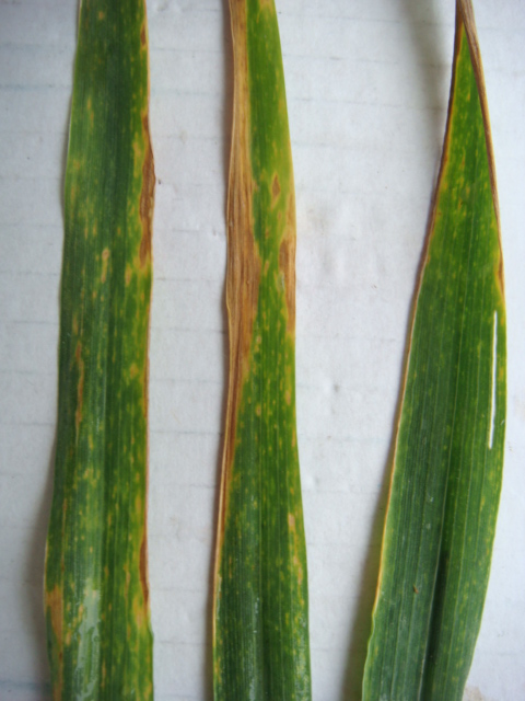 Elixer Detail F-2 und F-3 Blattoberseite.JPG