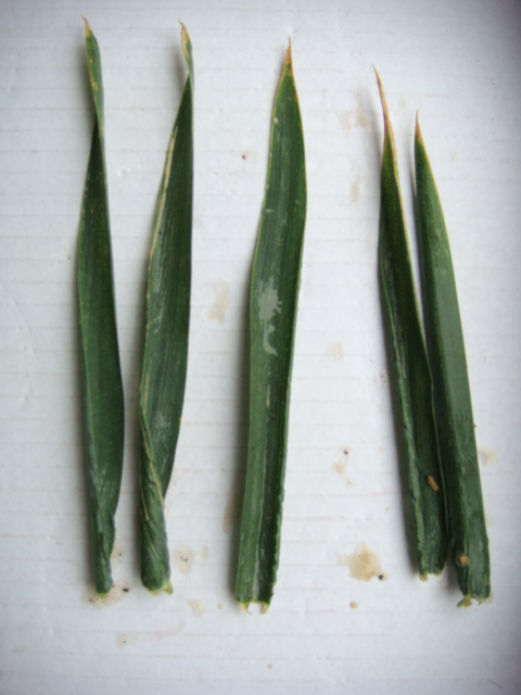 Elixer Fahnenblatt.JPG