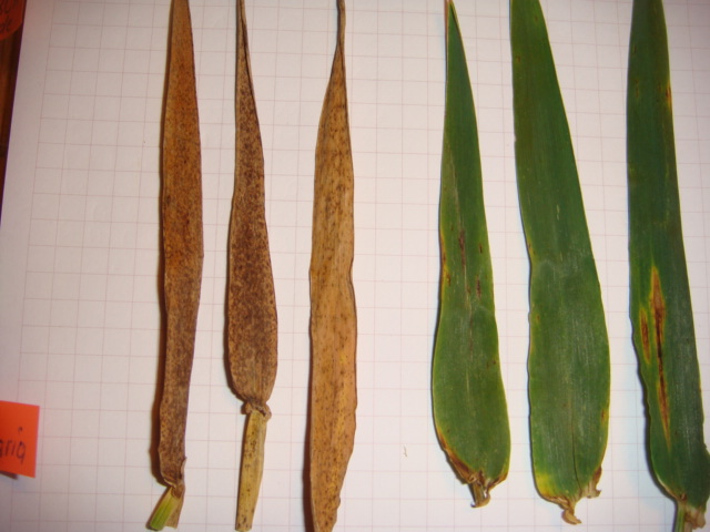 Fahnenblatt Highlight ohne und mit Fungizid.JPG