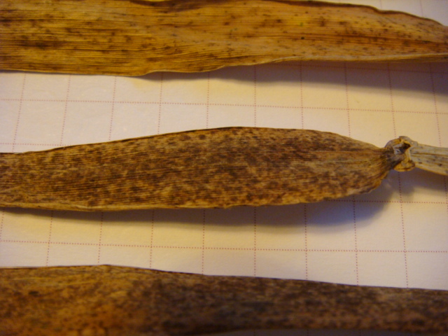 Fahnenblatt Highlight ohne Fungizid.JPG