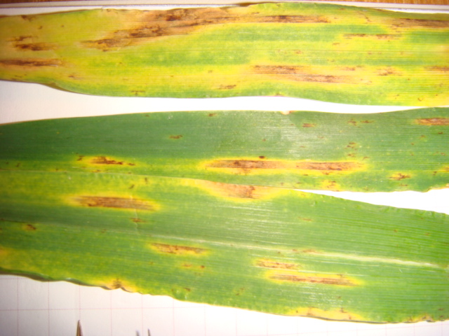 Wintergerste Highlight Detail Blatt.JPG