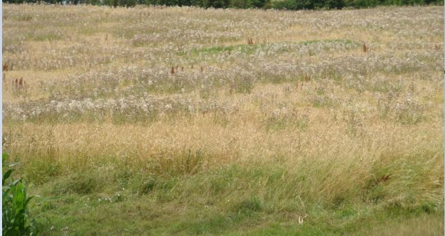 Ackerkratzdistel im Bio-Anbau Bild 1.JPG