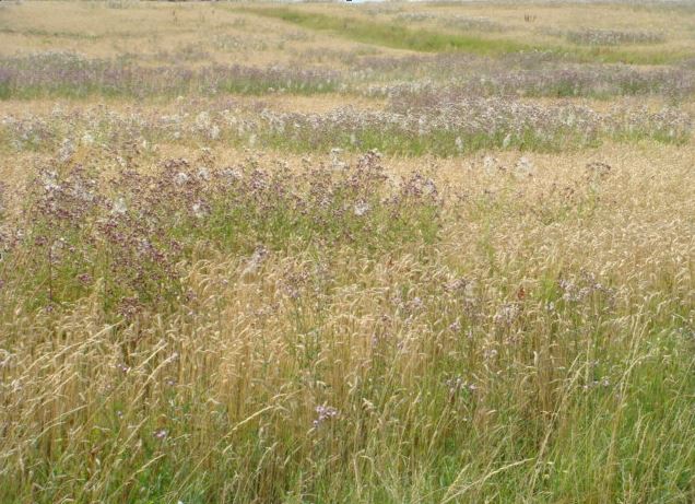 Ackerkratzdistel im Bio-Anbau 2019 Bild 2.JPG