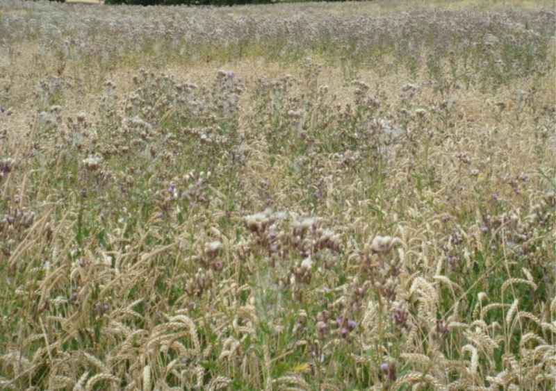 Ackerkratzdistel im Bio-Anbau Bild 3.JPG