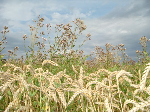 Ackerkratzdistel im Bio-Anbau Bild 4.JPG