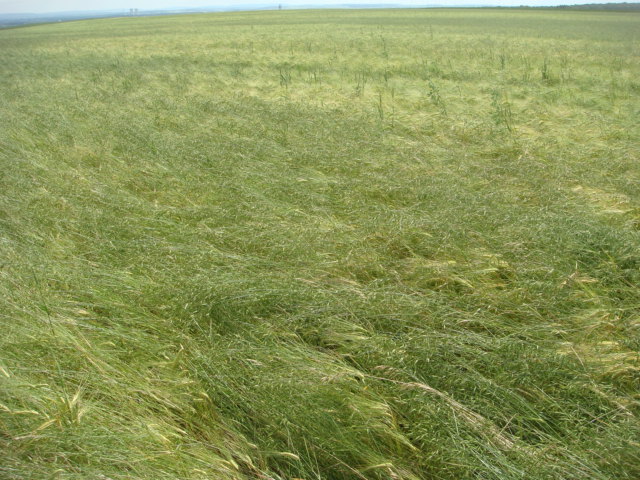 Trespen im Bio-Bestand.JPG