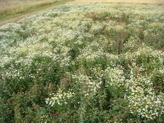 Bio Kamille und Kleesamenvermehrung.JPG